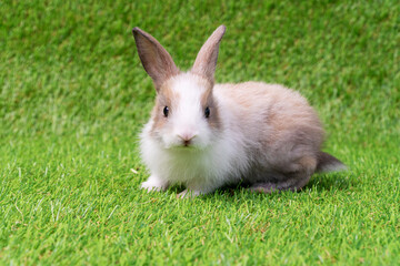 Adorable little white and brown rabbit with book sitting on artificial green grass. Newborn fluffy bunny cute on the claws. Easter animal concept.