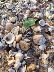 Clams and glass on the beach