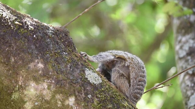 Sagui De Tufos Pretos
