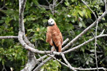 Black-collared hawk in the Pantanal, Brazil