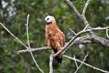 Black-collared hawk in the Pantanal, Brazil