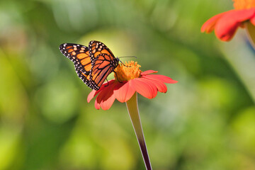Stunning colorful monarch butterfly seen from behind feeding on a bright orange flower.