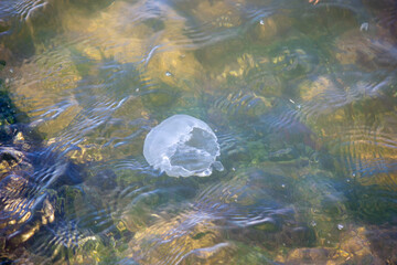 浅瀬で泳ぐクラゲ（汽水湖にて）　jellyfish