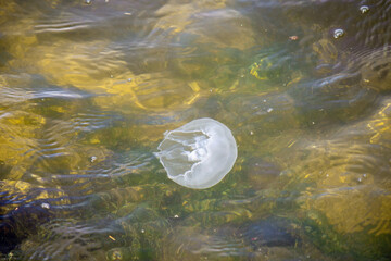 浅瀬で泳ぐクラゲ（汽水湖にて）　jellyfish