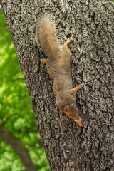 squirrel on tree