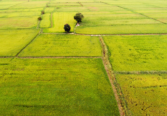 Abstract geometric shapes of agricultural parcels in green color. Aerial view shoot from drone from...