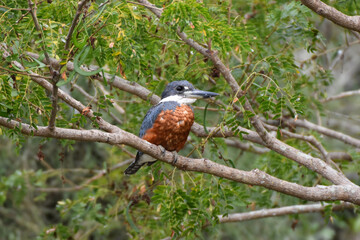 Ringed kingfisher in the Pantanal, Brazil