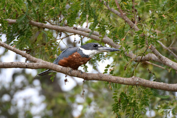 Ringed kingfisher in the Pantanal, Brazil
