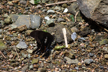 クロアゲハが水辺で休んでいる　a spangle