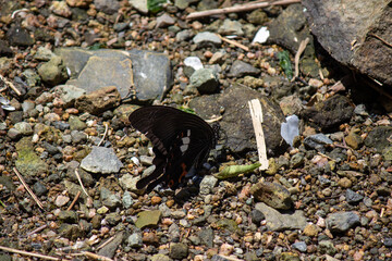 クロアゲハが水辺で休んでいる　a spangle
