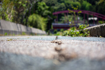 遊歩道のひび割れ　ローアングル