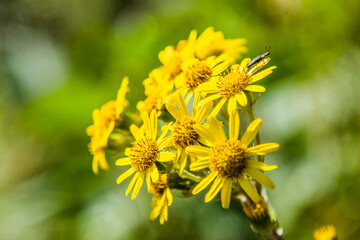 Flores amarillas con fondo verde naturaleza 