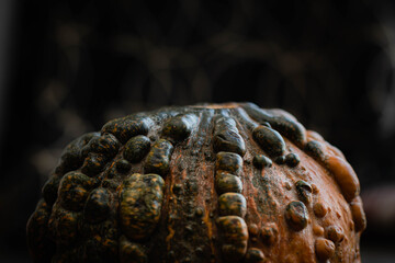 verdura vegetal zapallo brasillero cabutia crudo 