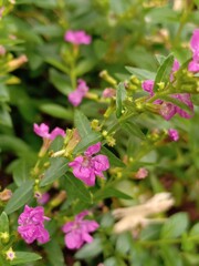 pink flowers in the garden