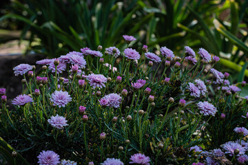 flores en unitario de colores vivos en primavera en patio de campo cordoba argentina