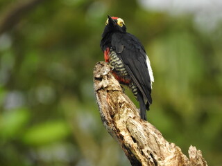 carpintero 