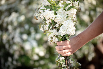 Fototapeta na wymiar Single hand holding bunch of white flowers with actual shrub in background. Reeve's spiraea.