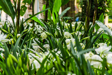 Flores en el parque España con fondo vegetación , Costa Rica
