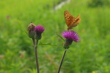 入笠山　ノアザミと蝶々