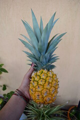 sweet natural pineapple