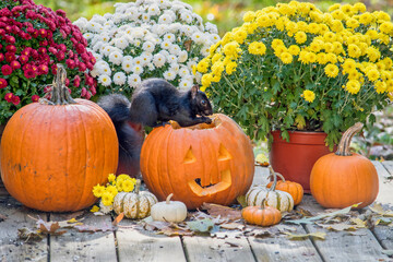 spooky squirrel at halloween stands on a carved pumpkin