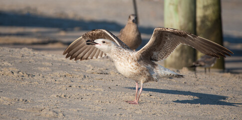 Seagull on the Beach
