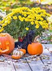 Squirrel poses with pumpkins and mums in this autumn still life 
