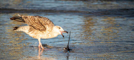 Seagull on the Beach