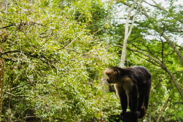 Mono cariblanco en bosque de Costa Rica 