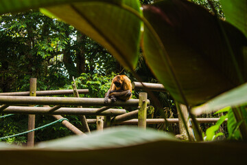 Mono en zoológico de Costa Rica 