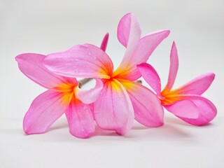 Pink Frangipani Flower on White