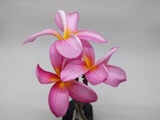 Pink Frangipani Flower on White