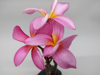 Pink Frangipani Flower on White