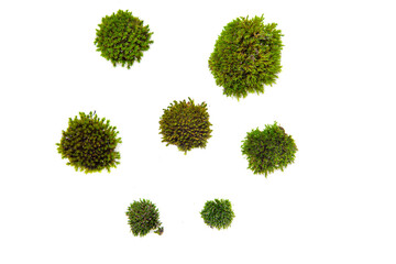 Forest moss plants isolated on white concept background