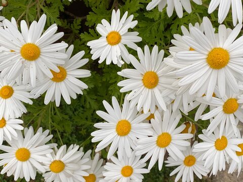 Photo of the Flower of Leucanthemum Vulgare or the Ox-Eye Daisy