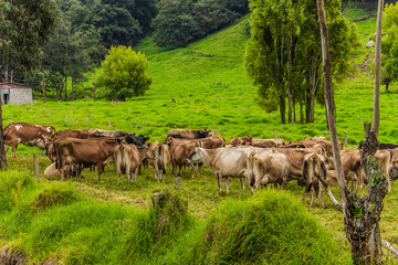 Naklejka na ściany i meble Retrato a vaca Jersey Lechera en Costa Rica