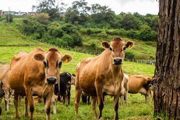 Naklejka na ściany i meble Retrato a vaca Jersey Lechera en Costa Rica