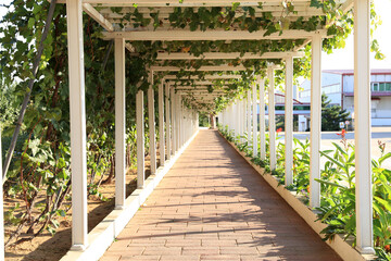 The white hallway in the park, Long empty corridor  in the park