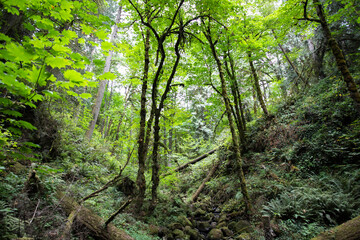Forest Park, Oregon