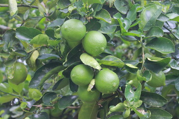 Limon