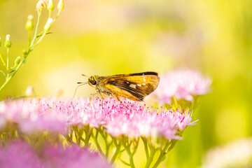 Parnara guttata Bremeret Grey, Rice skipper butterfly