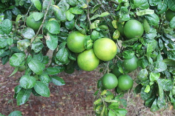 Limones