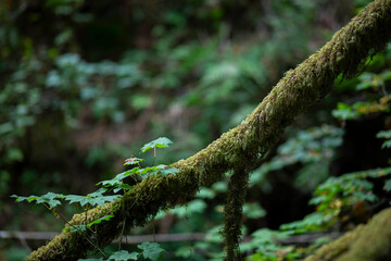 nature in the forest