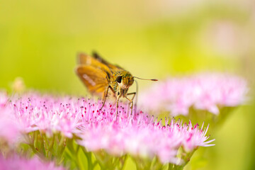 Parnara guttata Bremeret Grey, Rice skipper butterfly