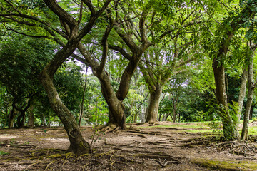 Bosque frondoso Costa Rica