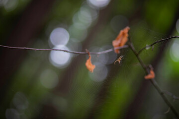 Spider in his spider web