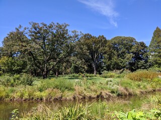 Natural marsh and trees at Brooklyn Botanic Garden, NY, NYC.