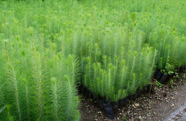 Árboles de pino para reforestar