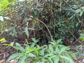 plants in the garden