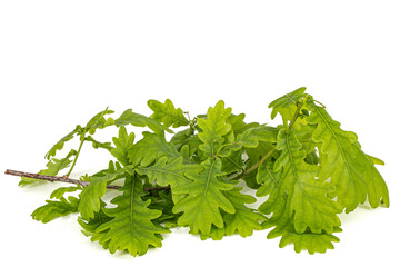 Young sprig of oak with leaves, isolated on white background